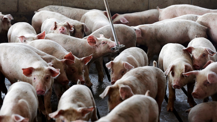 A pig drinks in a Farmville, N.C. industrial farm in this July 2017 photo. Image credit: AP Photo/Gerry Broome