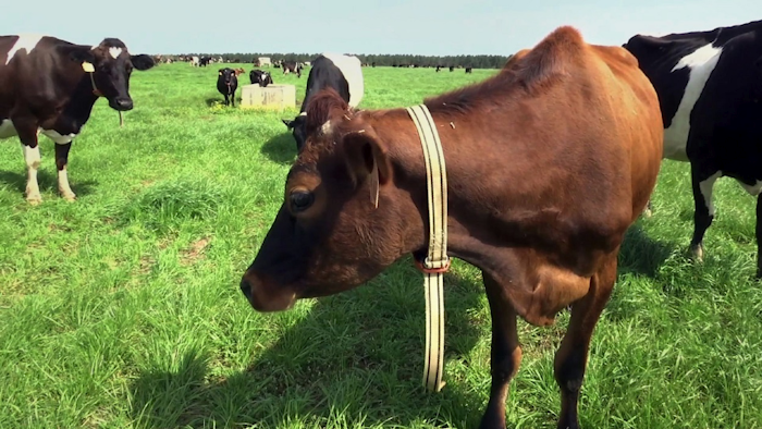 In this March 28, 2018, image made from a video, a cow stands in a pasture on Seven Oaks Dairy in Waynesboro, Ga. Image credit: AP Photo/Marina Hutchinson