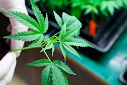 Mnet 110586 Marijuana