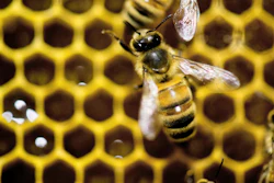 This Jan. 28, 2014 file photo shows a hive of honeybees on display at the Vermont Beekeeping Supply booth at the annual Vermont Farm Show at the Champlain Valley Expo in Essex Junction, Vt. Image credit: AP Photo/Andy Duback, File