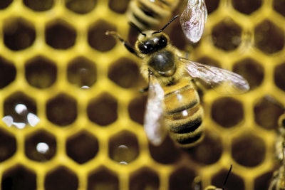 This Jan. 28, 2014 file photo shows a hive of honeybees on display at the Vermont Beekeeping Supply booth at the annual Vermont Farm Show at the Champlain Valley Expo in Essex Junction, Vt. Image credit: AP Photo/Andy Duback, File
