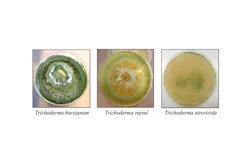 Mnet 126697 Trichoderma Fungi Species Credit Anete Pereira De Souza
