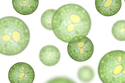 Mnet 126725 Algae