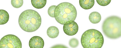 Mnet 126725 Algae