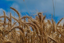 Mnet 126748 Corn Field