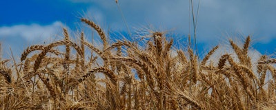 Mnet 126748 Corn Field