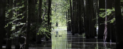 Mnet 126765 Louisiana Ap Photo Gerald Herbert