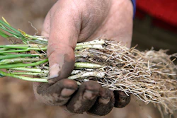 In this Tuesday, April 3, 2018, photo, farmer Sarah Turkus, of Providence, R.I., displays chives while planting them on a leased plot of land, in Seekonk, Mass. Rhode Island is going to buy farms and sell them to beginning farmers for dirt cheap. It's an unconventional approach to ensuring farming remains viable. The goal is to keep young entrepreneurs from moving to other states where land is cheaper. (AP Photo/Steven Senne)