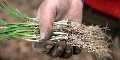 In this Tuesday, April 3, 2018, photo, farmer Sarah Turkus, of Providence, R.I., displays chives while planting them on a leased plot of land, in Seekonk, Mass. Rhode Island is going to buy farms and sell them to beginning farmers for dirt cheap. It's an unconventional approach to ensuring farming remains viable. The goal is to keep young entrepreneurs from moving to other states where land is cheaper. (AP Photo/Steven Senne)