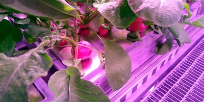 The undated photo provided by the German aerospace center (DLR) shows radish before being harvested in the EDEN-ISS greenhouse at the Neumeyer-Station III on Antarctica. The project without soil but with a closed water cycle, optimized lightning and carbon dioxide levels is a test to become part of the nutrition for astronauts in future moon or Mars missions. (DLR via AP)