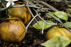 Mnet 155788 Citrus Disease Hero