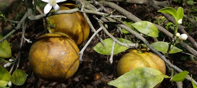 Mnet 155788 Citrus Disease Hero