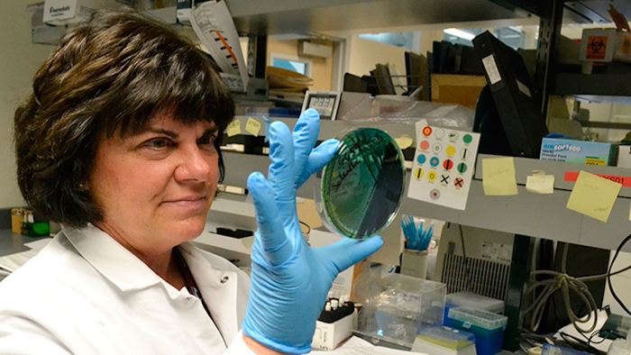 In this April 12, 2018 photo, scientist Karen Xavier holds a petri dish containing a stool sample of small bacteria colonies in Denver. DNA from samples like these are extracted and sequenced to help health investigators more quickly determine the source of a food borne illness outbreak.(AP Photo/P. Solomon Banda)