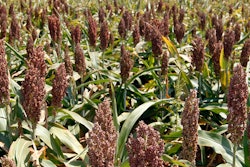 Mnet 110913 Sorghum China Trade Ap