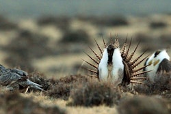 Mnet 126792 Birds Alan Rogers The Casper Star Tribune Via Ap File