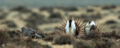 Mnet 126792 Birds Alan Rogers The Casper Star Tribune Via Ap File