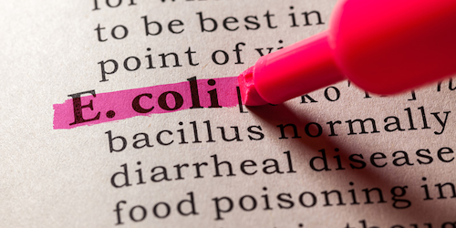 Mnet 155893 E Coli Listing Image