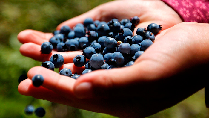 Mnet 155896 Blueberry Story Hero