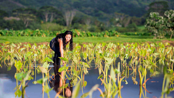 This May 29, 2016 photo provided by Christian Kahahawai shows Lyndsey Haraguchi-Nakayama planting huli, or taro seedlings at her farm in Hanalei, Kauai island, Hawaii. Farmers on the Hawaiian island of Kauai say their state should brace for a shortage of its taro crop, a staple of the traditional Hawaiian diet, after record-breaking rains flooded their fields in April 2018. Haraguchi-Nakayama said damage from the flooding was the worst her family has seen, including her 96-year-old grandfather. It did more harm to their 55-acre farm than Hurricane Iniki that slammed Kauai in 1992. (Christian Kahahawai/Kahahawai Photography via AP)