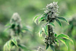 Mnet 194721 Marijuana Ap