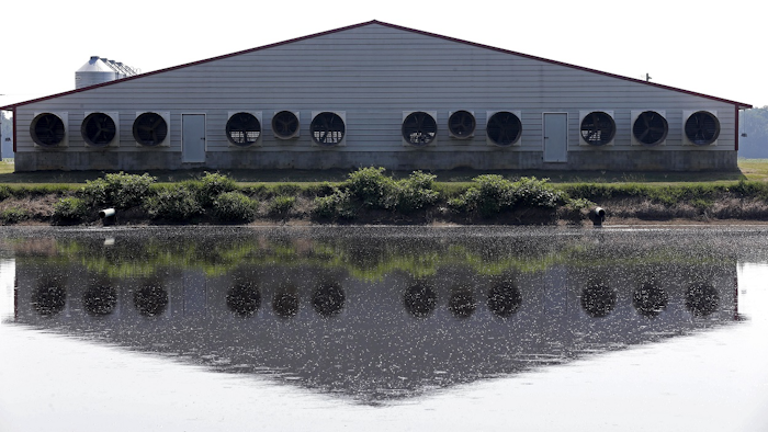 In this July 21, 2017, file a hog house is reflected in an adjacent waste pond at a farm that has hogs owned by Smithfield Foods in Farmville, N.C. Image credit: AP Photo/Gerry Broome, File