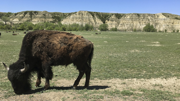 In this May 24, 2017, file photo, a bison grazes in Theodore Roosevelt National Park in western North Dakota. North Dakota's Health Department has issued a permit allowing construction of an oil refinery about 3 miles from the park. Image credit: AP Photo/Blake Nicholson, File
