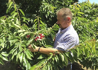 Jeff Colombini looks over bing cherries in one of his orchards in Friday, June 1, 2018, in Stockton, Calif. Image credit: AP Photo/Terry Chea