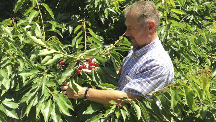 Jeff Colombini looks over bing cherries in one of his orchards in Friday, June 1, 2018, in Stockton, Calif. Image credit: AP Photo/Terry Chea