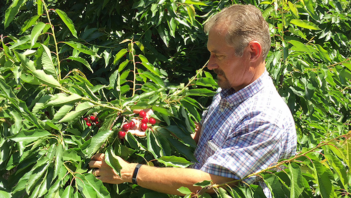Jeff Colombini looks over bing cherries in one of his orchards in Friday, June 1, 2018, in Stockton, Calif. Colombini is worried about the financial impact of retaliatory tariffs on his 1,800 acre farm, which grows and exports apples, cherries and walnuts. Mexico, Canada and the EU are threatening tariffs on a variety of US products in response to the Trump administration's tariffs on steel and aluminum imports. (AP Photo/Terry Chea)