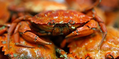 Cooked green crabs are seen, Wednesday, June 6, 2018, in Portland, Maine. Food scientists have gathered in Portland to find a way to monetize invasive green crabs, which are a major pest in shellfish harvesting communities. (AP Photos/Robert F. Bukaty)