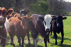 Mnet 176836 Herd Of Cows 4528942592