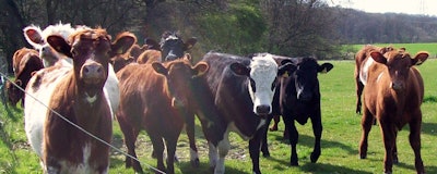 Mnet 176836 Herd Of Cows 4528942592