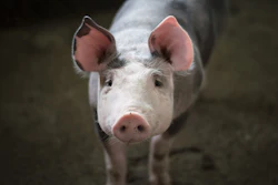 Mnet 111338 Pig