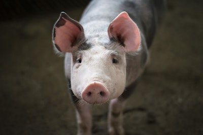 Mnet 111338 Pig