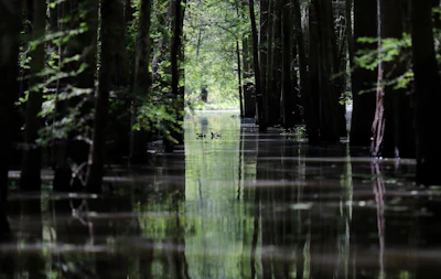 In this Friday, April 27, 2018 photo, a old logging canal cuts through Bayou Sorrel in the Atchafalaya River Basin in Louisiana. Image credit: AP Photo/Gerald Herbert, File