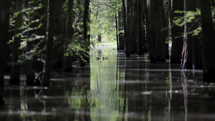 In this Friday, April 27, 2018 photo, a old logging canal cuts through Bayou Sorrel in the Atchafalaya River Basin in Louisiana. Image credit: AP Photo/Gerald Herbert, File