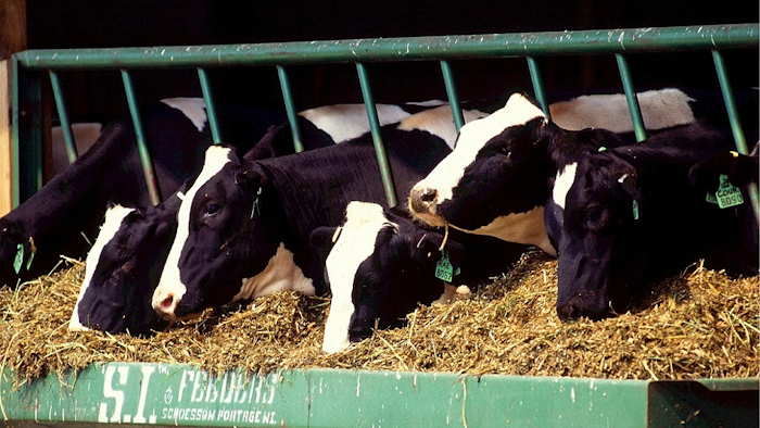 Mnet 111596 Dairy Cows