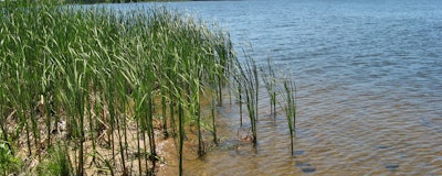 Mnet 127225 Reeds Wikimedia Commons