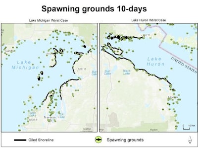 A diagram from a Michigan Technological University report shows how a worst-case scenario spill from Enbridge Line 5 would affect shorelines and spawning sites of fish in either Lake Huron or Lake Michigan, depending on the circumstances of the spill. (Michigan Technological University)