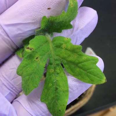 Signs of tomato speck on a leaf lacking a protective microbiome and subsequently invaded by a pathogenic microbe, Pseudomonas syringae. (Norma Morella, Koskella Lab/UC Berkeley)