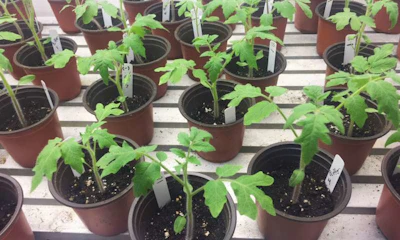 A growth chamber packed with tomato plants sprayed with bacteria to simulate different leaf microbiomes and then challenged with a plant pathogen to measure how well the microbiomes protect the plant from disease. (Britt Koskella/UC Berkeley)