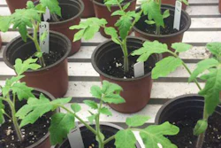 Mnet 127255 Plants Britt Koskella