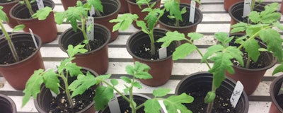 Mnet 127255 Plants Britt Koskella