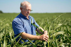 In this July 12, 2018 photo, farmer Don Bloss examines a tall sorghum plant in his field in Pawnee City, Neb. Farmers and agricultural economists are worried that president Donald Trump’s trade, immigration and biofuels policies will cost farms billions of dollars in lost income and force some out of business. (AP Photo/Nati Harnik)