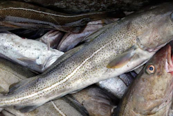Mnet 156264 Cod Fishery Hero