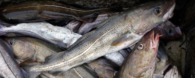 Mnet 156264 Cod Fishery Hero
