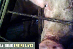 Mnet 156287 Pig Abuse Story Main Image