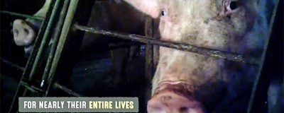 Mnet 156287 Pig Abuse Story Main Image