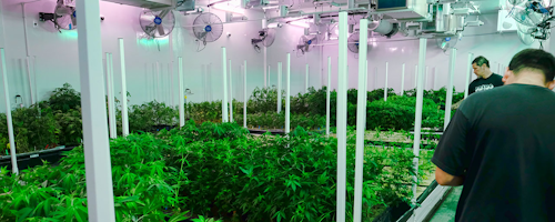 Mnet 156385 California La Marijuana Ap