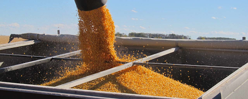 Mnet 177328 Corn Flickr Commons
